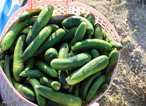 تصویر 1 از خرید و فروش خیار گلخانه ای یزد با شرایط فوق العاده